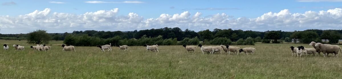 Välkommen till Hörrs byagård- Uppfödning av dorper, vit dorper, dorset och produktion av KRAV mjölk