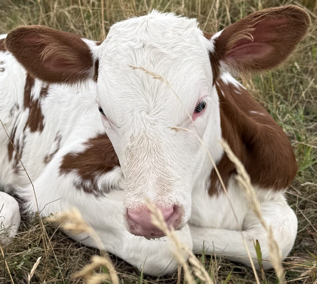 Välkommen till Hörrs byagård- Uppfödning av dorper, vit dorper, dorset och produktion av KRAV mjölk