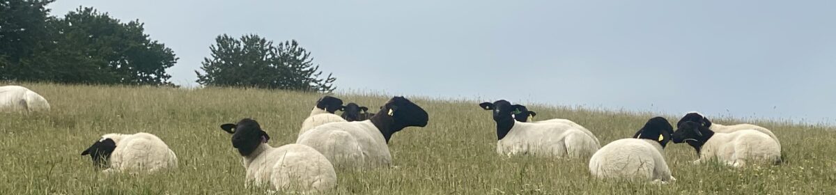 Välkommen till Hörrs byagård- Uppfödning av dorper, vit dorper, dorset och produktion av KRAV mjölk