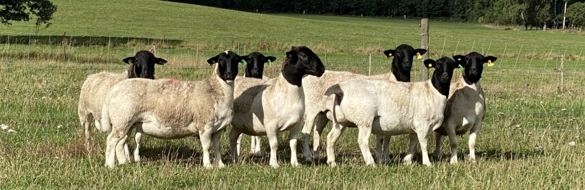 Välkommen till Hörrs byagård- Uppfödning av dorper, vit dorper, dorset och produktion av KRAV mjölk