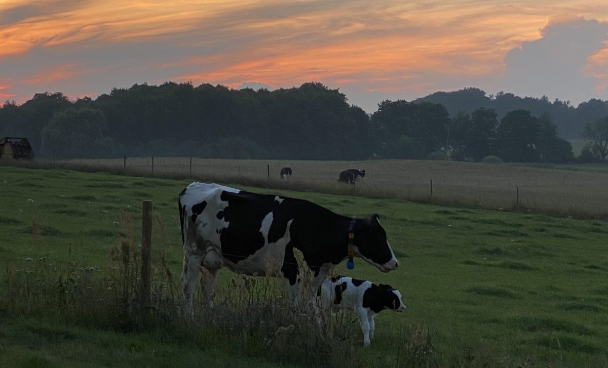Välkommen till Hörrs byagård- Uppfödning av dorper, vit dorper, dorset och produktion av KRAV mjölk