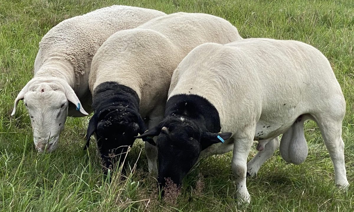 Välkommen till Hörrs byagård- Uppfödning av dorper, vit dorper, dorset och produktion av KRAV mjölk