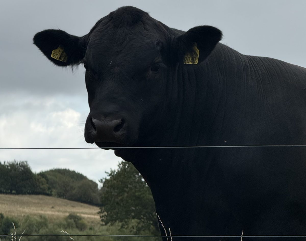 Välkommen till Hörrs byagård- Uppfödning av dorper, vit dorper, dorset och produktion av KRAV mjölk