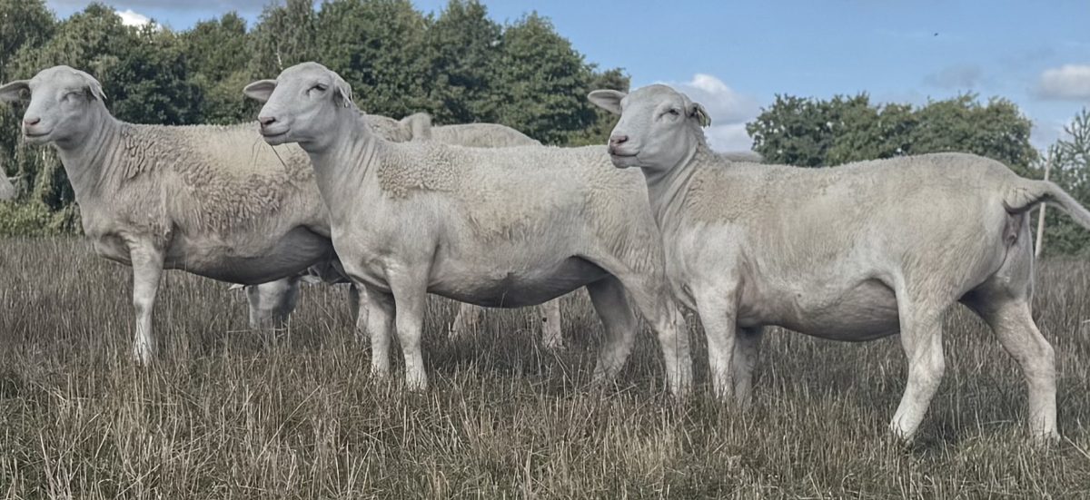 Välkommen till Hörrs byagård- Uppfödning av dorper, vit dorper, dorset och produktion av KRAV mjölk