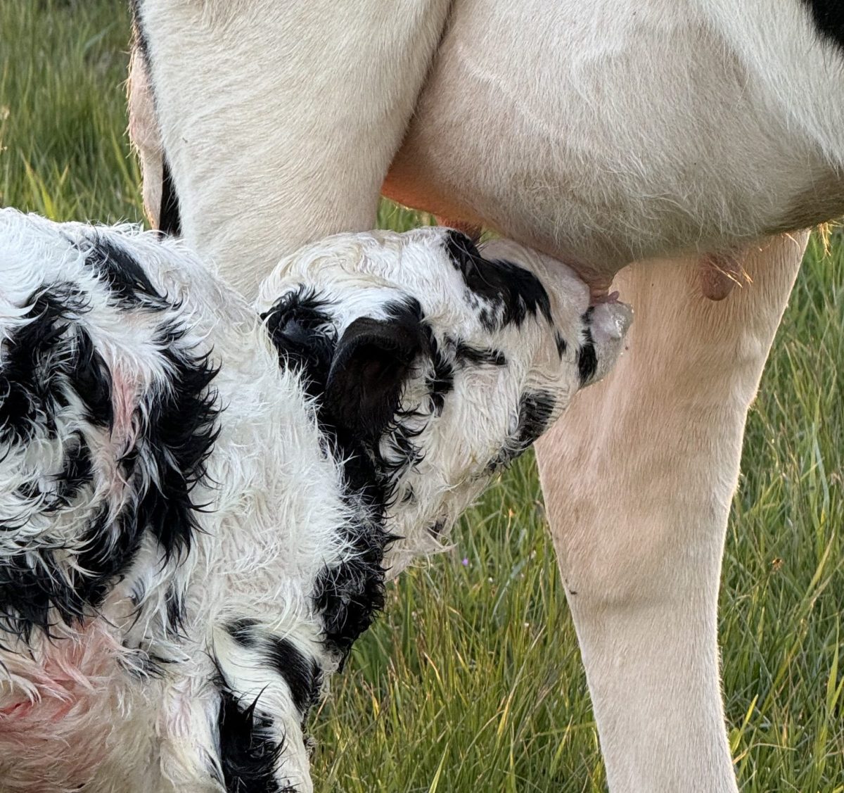 Välkommen till Hörrs byagård- Uppfödning av dorper, vit dorper, dorset och produktion av KRAV mjölk